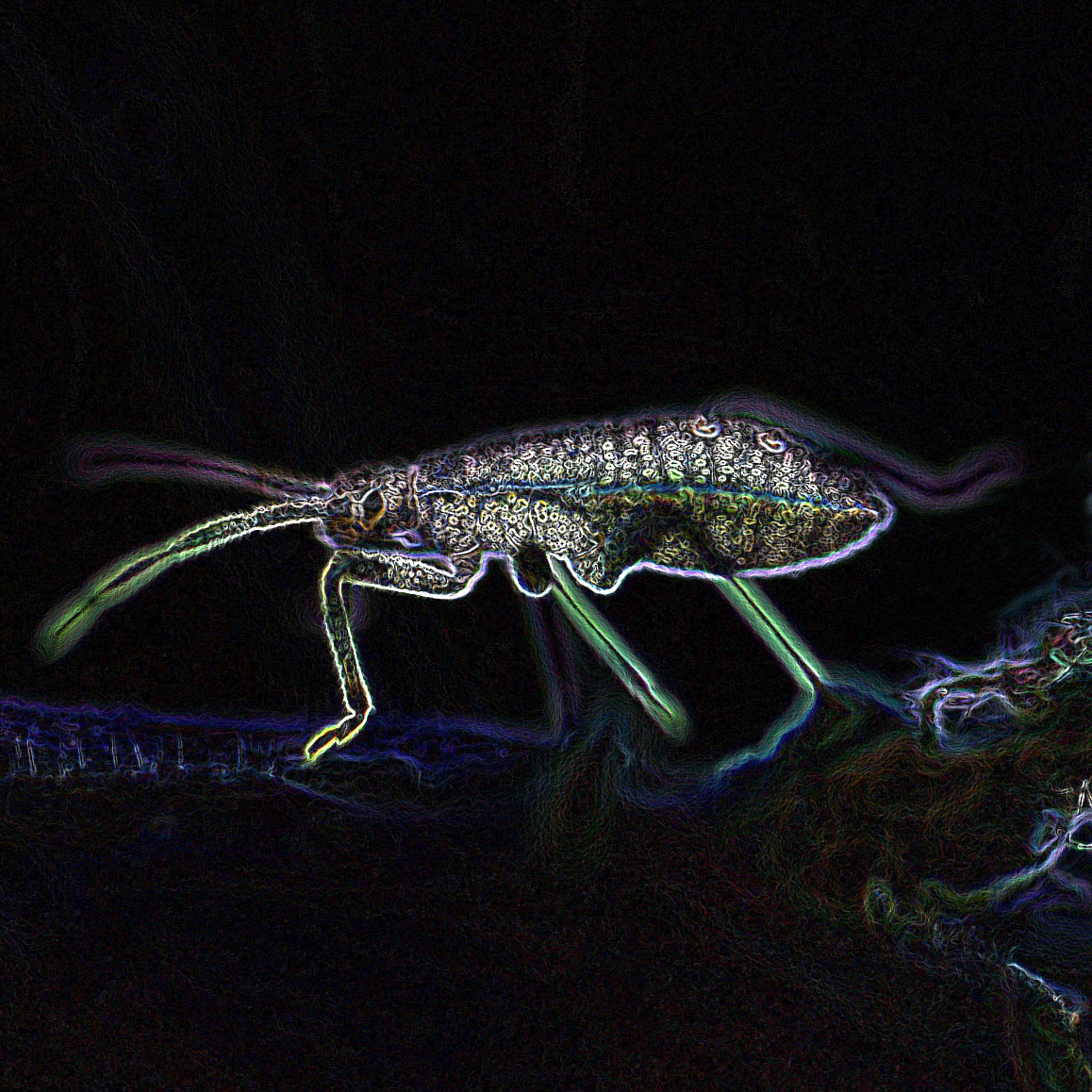 photoshopped photo of an insect