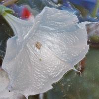 photoshopped photo of a jimsonweed flower