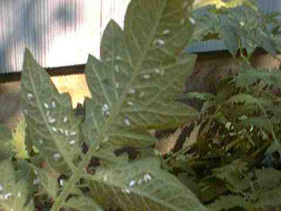 whiteflies on foliage
