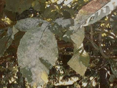 powdery mildew on horsechestnut